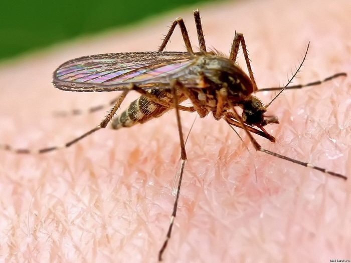 Комары не переносят вирус гепатита в