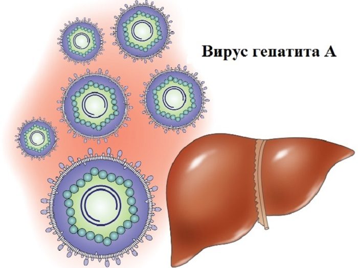 Гепатит а бывает хронической формы